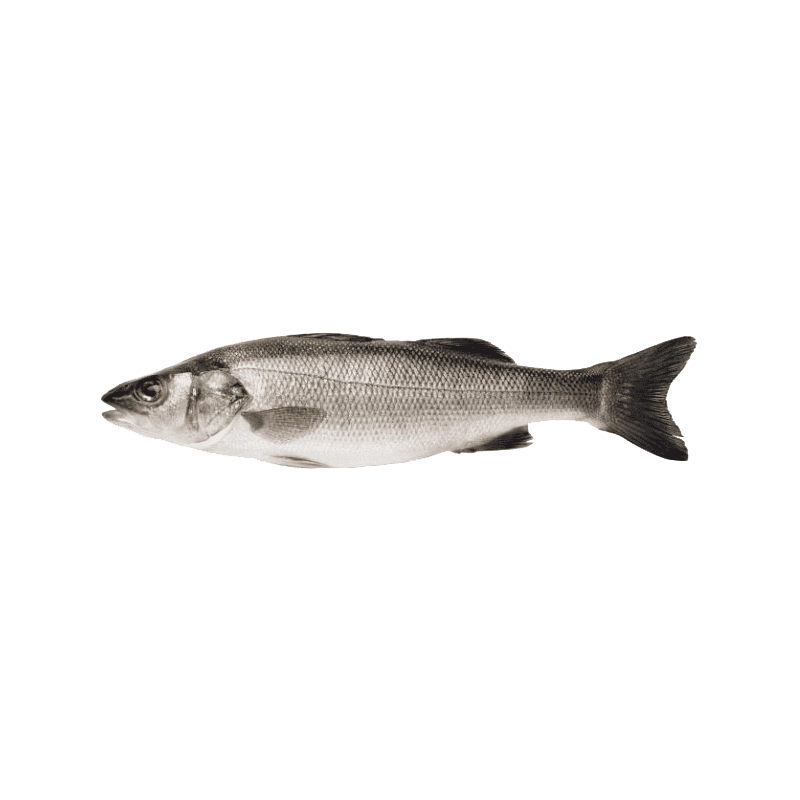 BARRAMUNDI