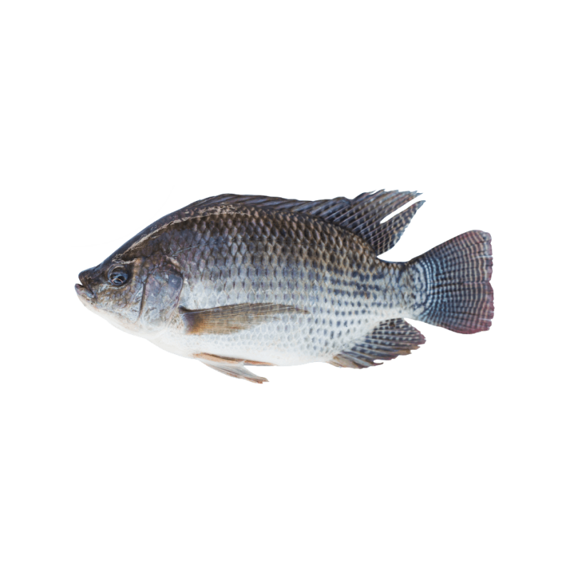 TILAPIA